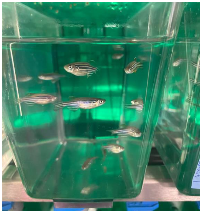 Foto de pecera con peces nadando dentro