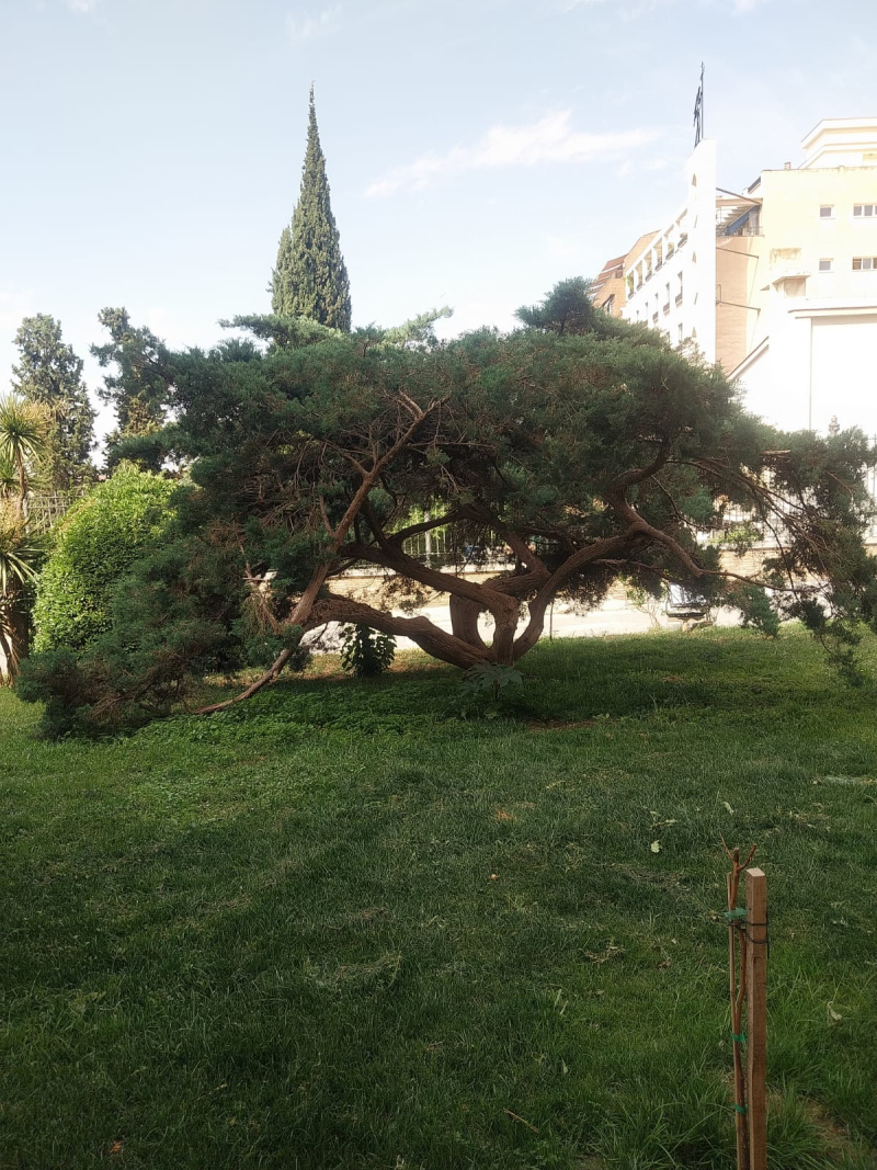 Árbol Árbol Hospital Real